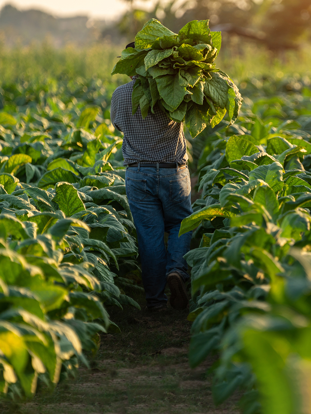 Tabak Farmer