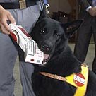 Zigaretten- und Drogenspürhund Lucky